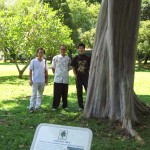 By the Rainbow Eucalyptus - Location Katong Park
